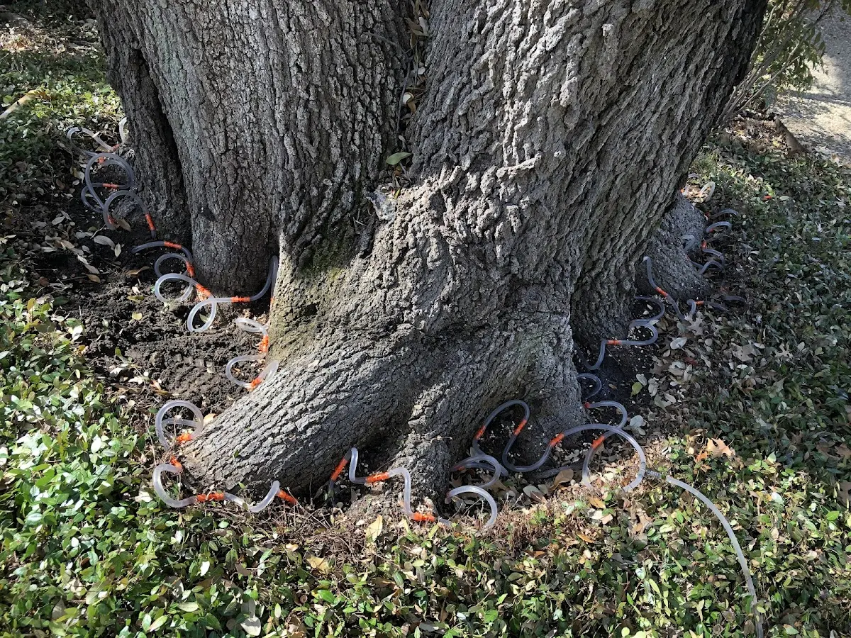Detailed Shrub and Hedge Trimming job site in Helm