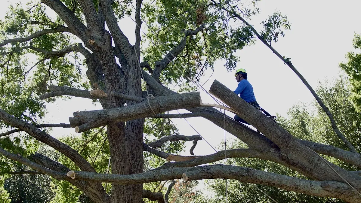 Professional Crown Thinning performed by certified arborists in Helm