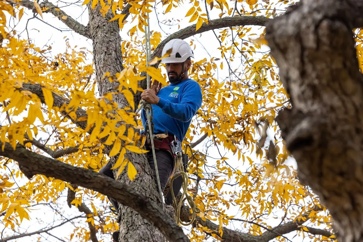 Skilled Tree Planing crew working in Helm